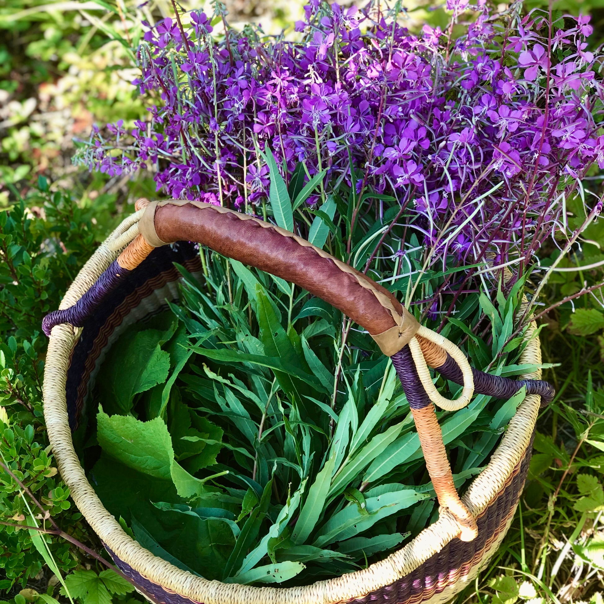 harvesting fireweed