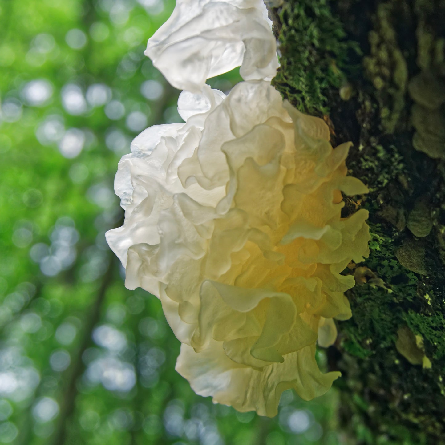 snow mushroom