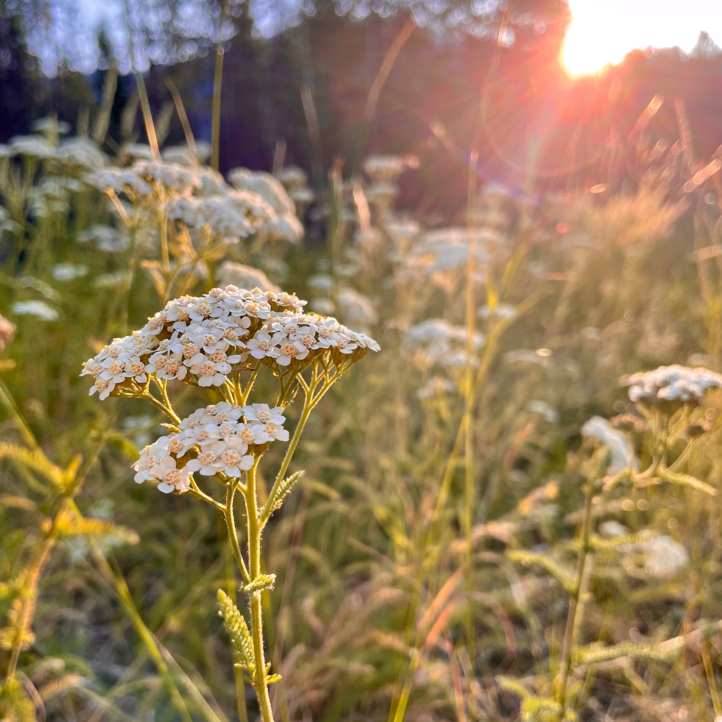 Wild yarrow sunrise