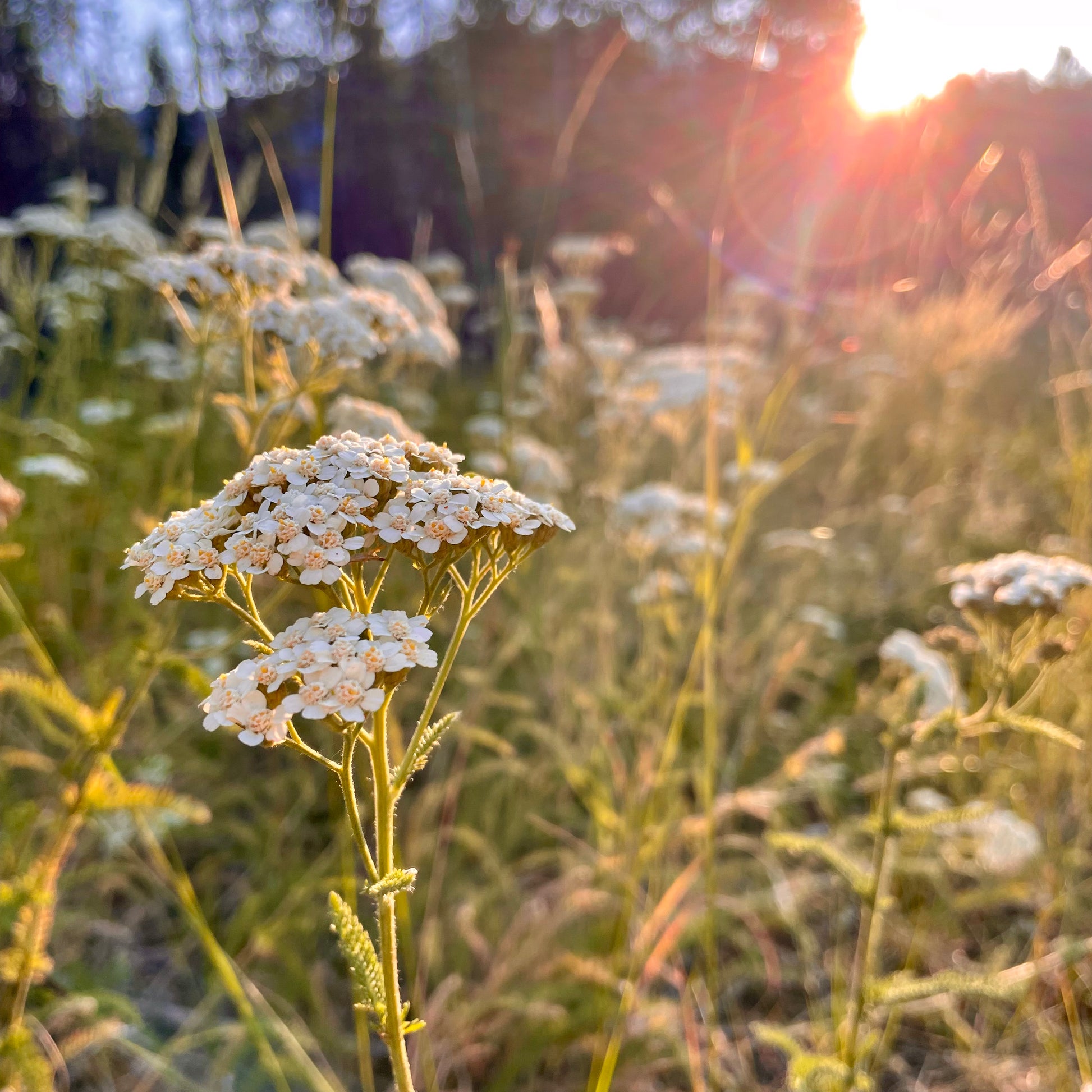 Wild yarrow sunrise