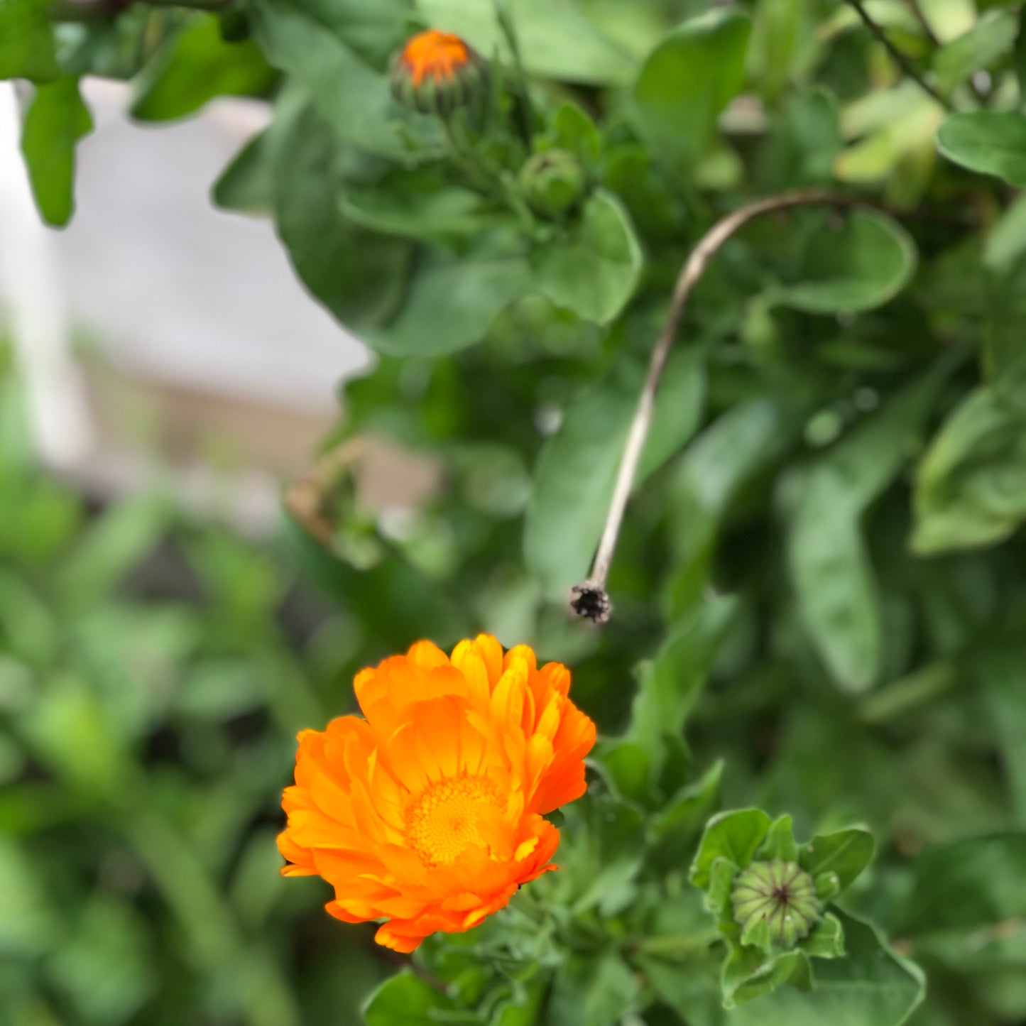 Calendula in our garden