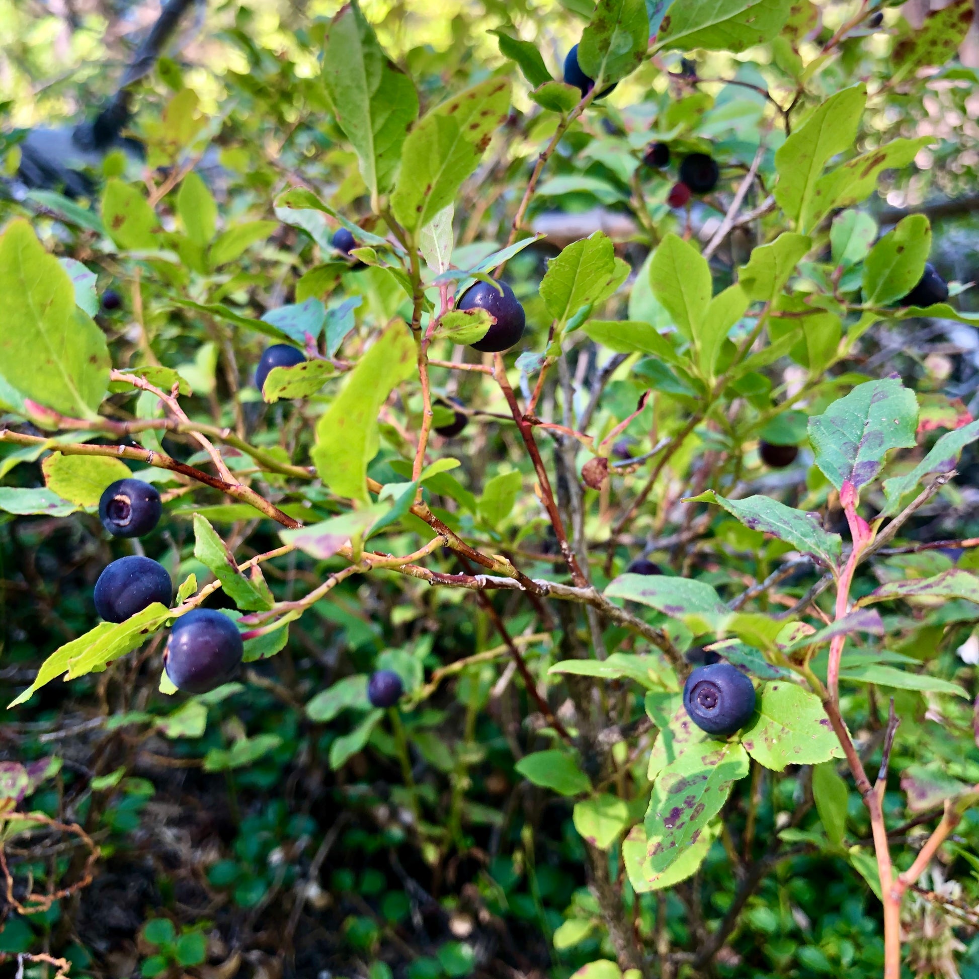 wild huckleberries