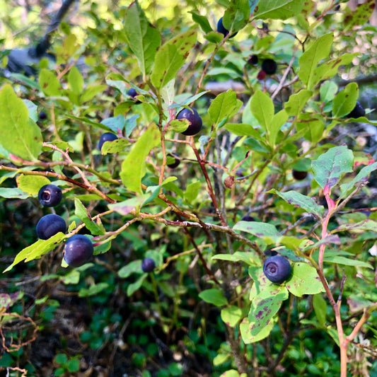 wild huckleberries