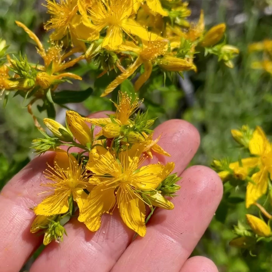Wildcrafting St. John's Wort, hypericum perforatum