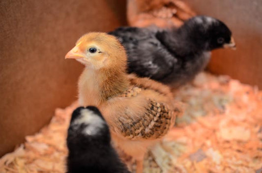 Getting Started with Baby Chicks