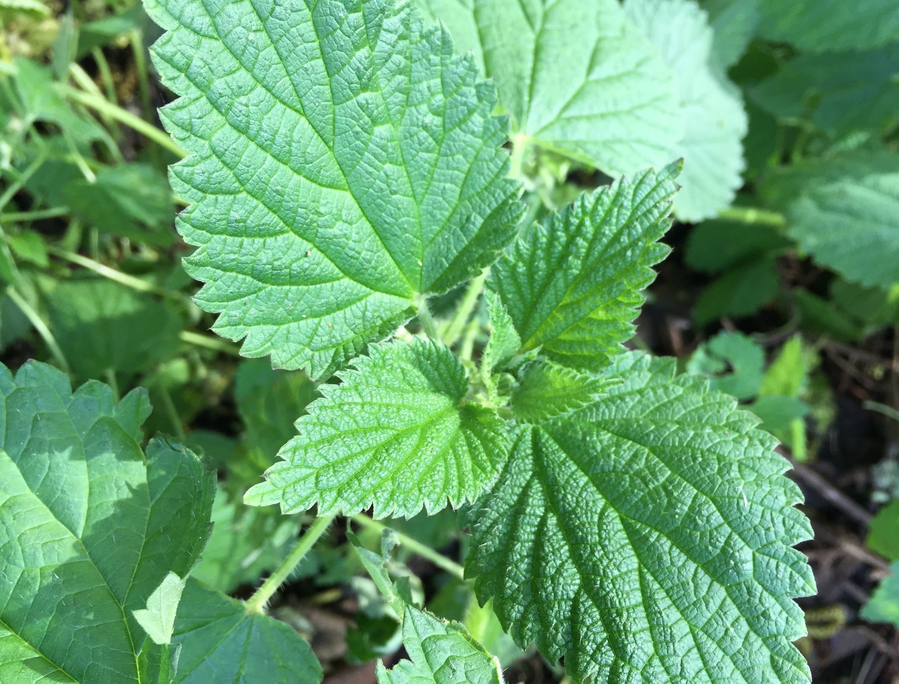 Foraging for Stinging Nettles – Verdant Wild