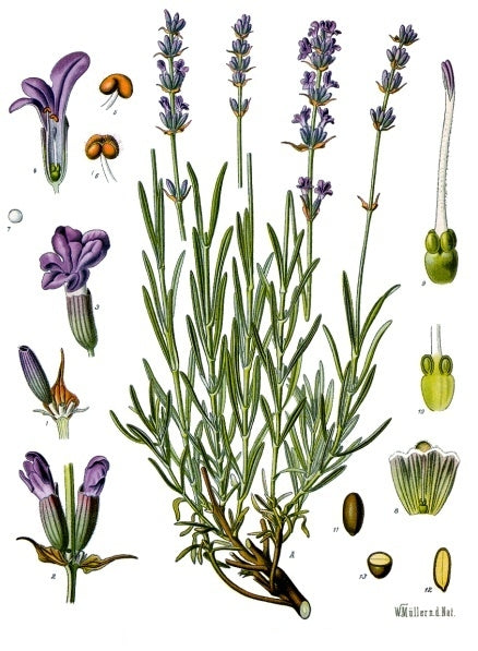 Lavender: The Seductive Sedative
