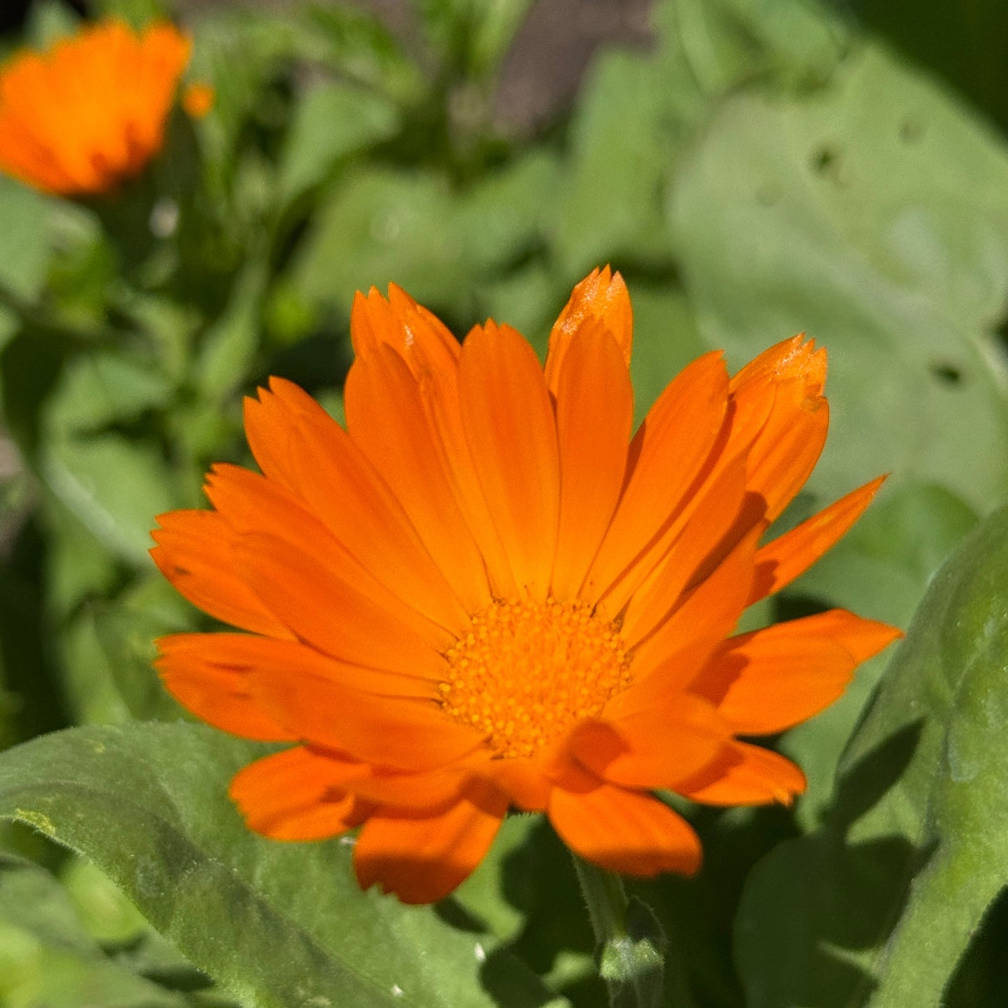 A bright orange calendula flower in full bloom surrounded by green leaves, photographed outdoors with a shallow depth of field.