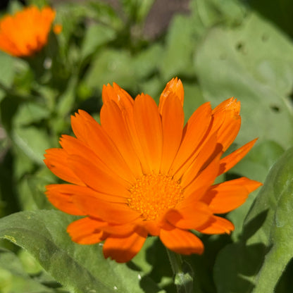 A bright orange calendula flower in full bloom surrounded by green leaves, photographed outdoors with a shallow depth of field.