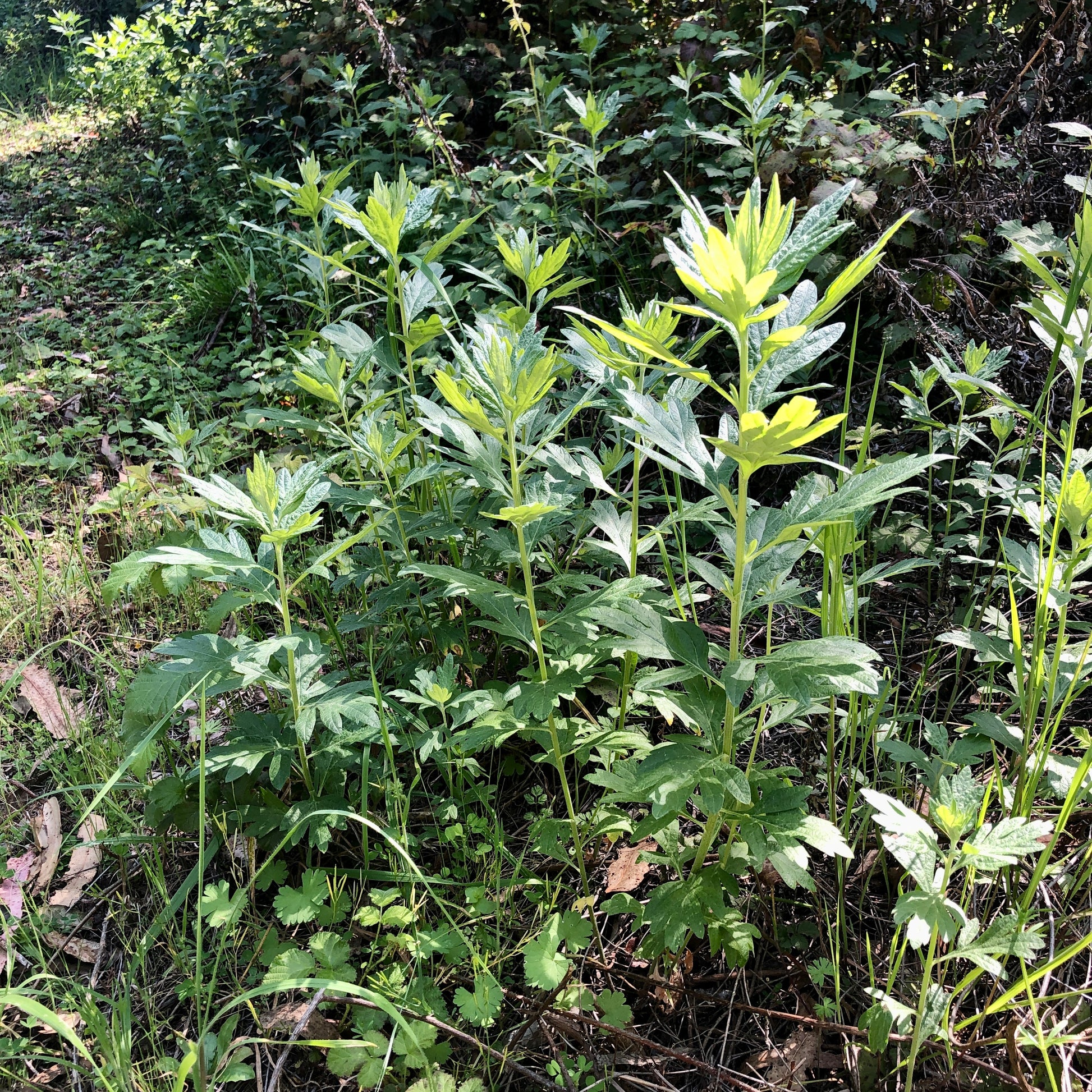 Wild california mugwort (Artemisia douglasiana)
